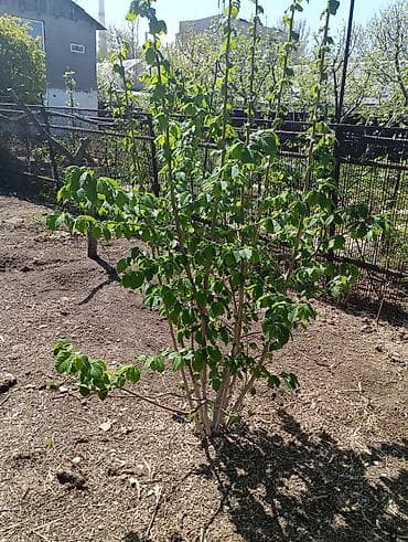 продам орехи: Фундук Барселона и прибалтийский — 2