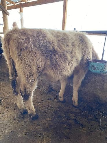 Другие животные: Продаю | Бык (самец) | На откорм, Для разведения — 5