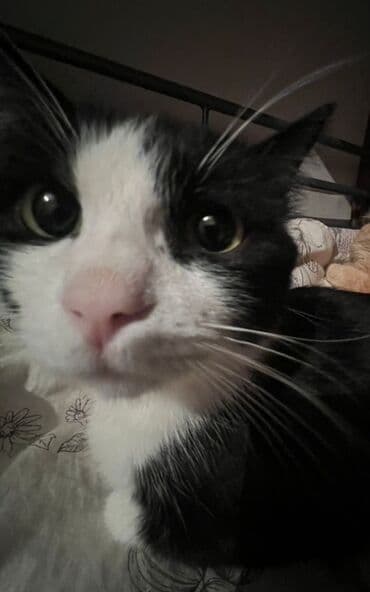 кошка бурма: Беспородная, 1 год, Мальчик, Черный, Метис, Приучена к лотку, Проглистована — 4