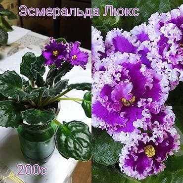 Хозтовары: Сенполии (фиалки) сортовые. В наличии на фото: - Мексиканский Тушкан — 2