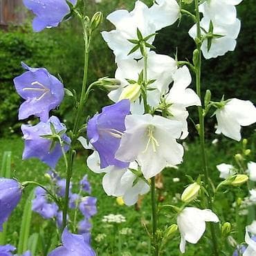 Үй жана бакча: Өзү алып кетүү — 5