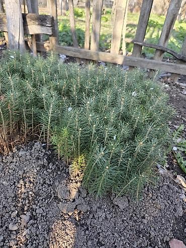 канцтовары оптом бишкек фото: Сеянцы чистой Голубой ели (молодые хвойные саженцы) - Порода: голубая — 3