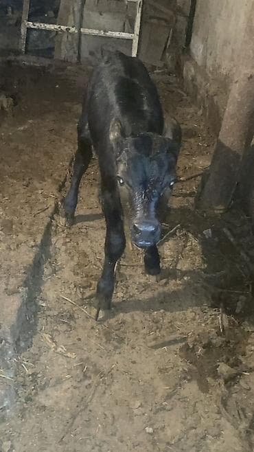 жожо брама: Продаю | Корова (самка), Музоо, торпок | Ангус | Для разведения, Для молока | Искусственник — 8