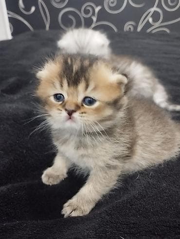 сколько стоит тайская кошка: Открыта бронь на плюшевых шотландских котят (скоттиш-фолд и страйт) — 2
