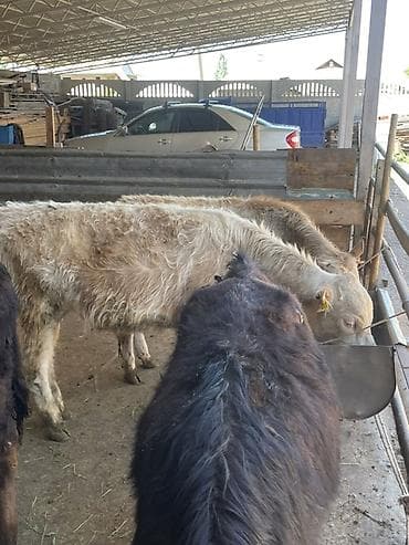 голова корова: Продаю | Бык (самец) | Шароле | На откорм — 2