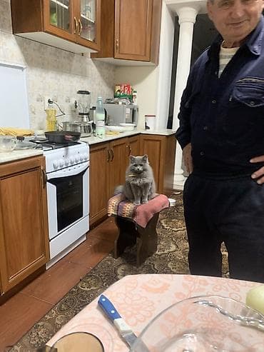 сибирский лайка: Сибирская, 2 года, Мальчик, Серый, Приучена к лотку — 2