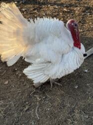 сколько стоит шотландская вислоухая кошка: Продаю | Индюк (самец), Индюшка (самка) | Северокавказская | На забой | Племенные — 9