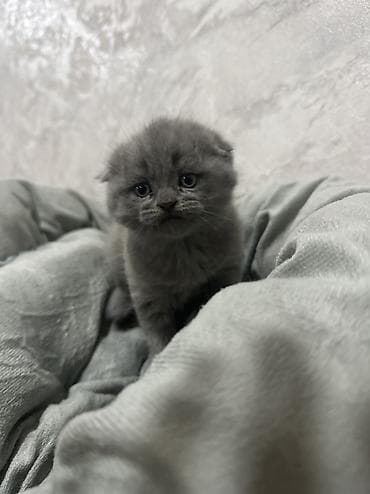 продам голубей: Скотиш Фолд (Шотландская вислоухая), 1 месяц, Девочка, Серый — 7