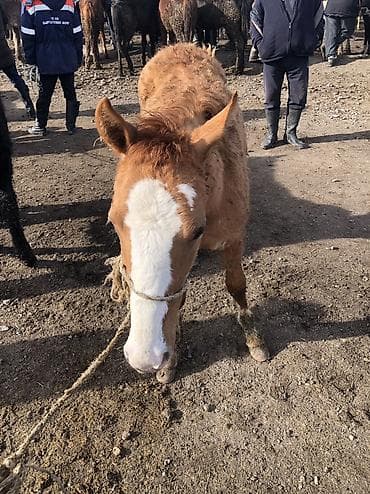 сколько стоит лошади: Продаю | Жеребец | Полукровка | Рабочий — 2