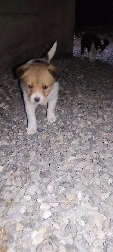 Ит кууту: Отдам даром щенки бардер колли 1 Мес мальчики адрес город Ош село — 5