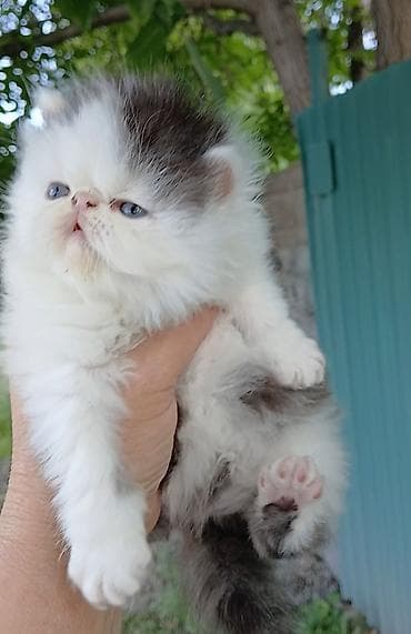кошка мышык: Эксклюзив ! Настрящий персидский котёноккоторый может быть — 2