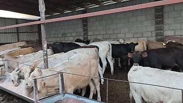 Айыл-чарба жаныбарлары: Сатам | Бука (эркек), Кунаажын, Музоо | Ангус, Герефорд, Симментал | Бордоп семиртүү үчүн, Көбөйтүү үчүн, Сүт алуу үчүн | Жасалма уруктандырылган — 8