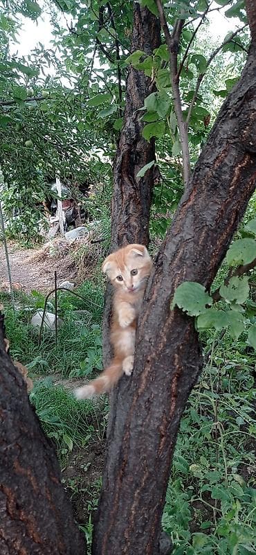 Үй жаныбарлары: Скотиш Фолд (Шотландиялык шалпаң кулак), 2 айлык, Эркек, Кызгыл сары — 1