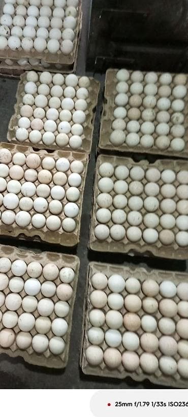 тоок гриль бишкек: Продаю. Индюшиные инкубацыонные яйца, не местные .Принимаю заказы на — 2