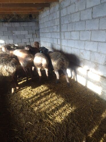 Зоотовары: Продаю | Ягненок — 3