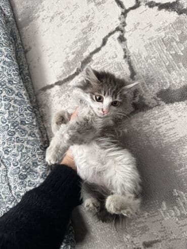 цепь для коров: Ищу хорошие руки для котят. 2 месяцанашла на улице ( дети издевались — 2