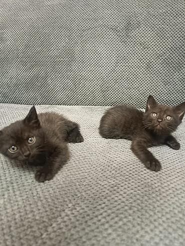 Очаровательные котята черного окраса.Мальчик и девочка. - Возраст at lalafo.kg Очаровательные котята черного окраса.Мальчик и девочка. - Возраст