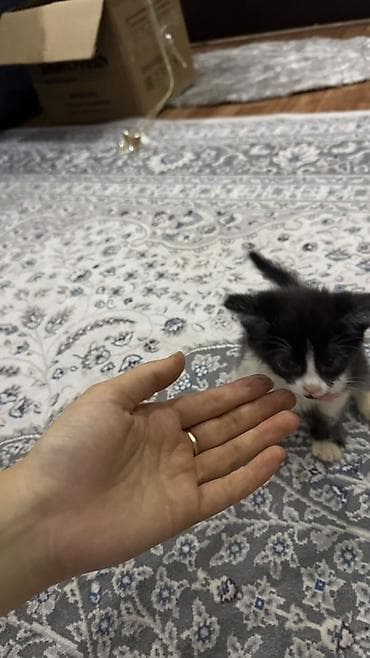кошка манчкин: Котёнок, окраса «чёрный с белым» (тигровые лапки-носочки и белая — 5
