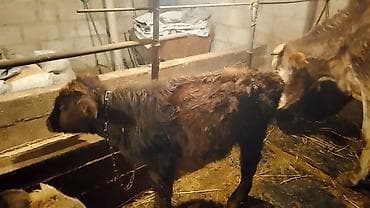 Грызуны: Продаю | Тёлка | На откорм | Привязанные — 3