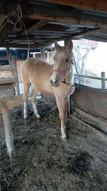 домики для котят: Продаю | Жеребенок | Для разведения — 1