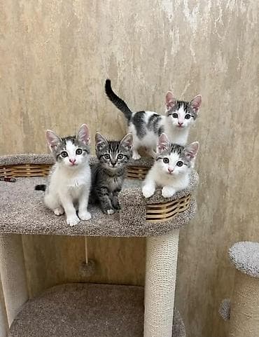 Котята-домашние любимцы - Возраст: 2–месяца - Окрас: классические — 1