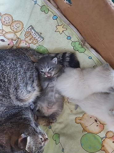 Отдам даром кошку: Котята, помет из 3 малышей. полукровки у одной уши как у мамы вислые — 5