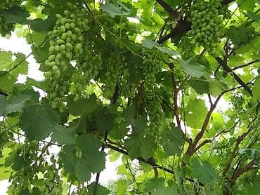 продаю с: Продаётся дачный участок/садовый надел с насаждениями. Основные — 2