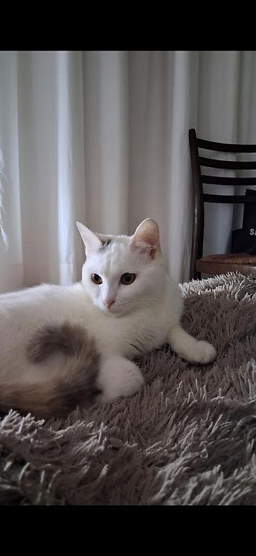 отдам котят в добрые руки: Кошка даром: Беспородная, 10 месяцев, Девочка, Приучена к лотку, Проглистована — 1