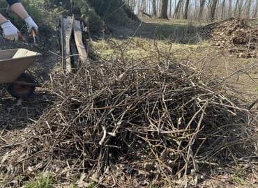 тигровый орех купить: Рассада деревьев: Ореховые деревья, Самовывоз — 1