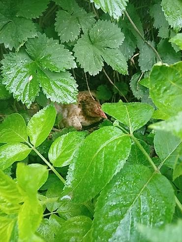 продам мясо: Яйцо бойцовский курей.даканов. линя хороший — 2