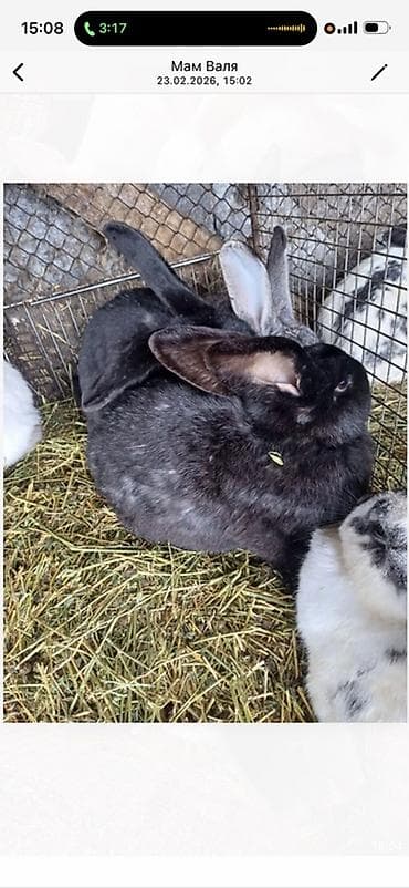 чөп сатылат: Сатам | Коендун бөжөктөрү | Көбөйтүү үчүн — 1