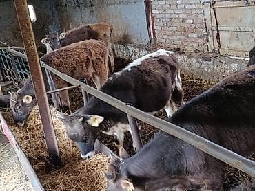 продаю баран сокулук: Сатам | Кунаажын | Алатоолук | Көбөйтүү үчүн, Бордоп семиртүү үчүн — 10