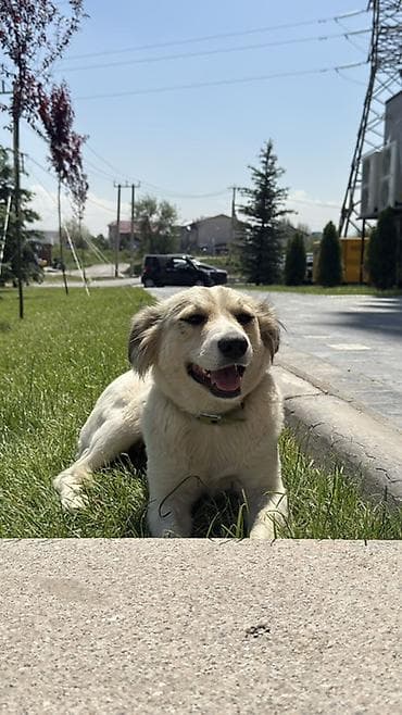 собаки корги: Собака даром: Дворняжка, 9 месяцев, Самка — 2
