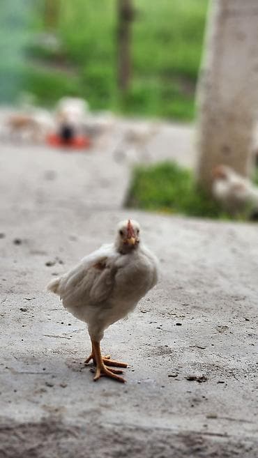 продаю хомяка: Продаю | Цыплята | Хай-Лайн Соня Грей | Несушки — 2