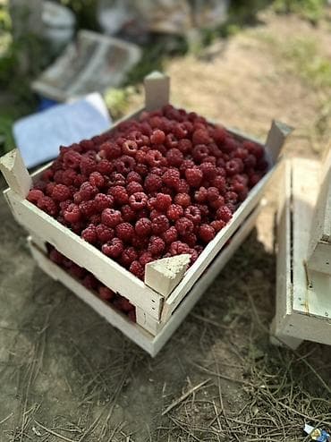 Дом и сад: Малина Оптом, Бесплатная доставка — 2