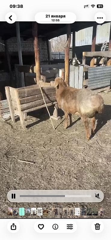 А/ч жаныбарларын сатам: Сатам | Кочкор (эркек) | Арашан — 3