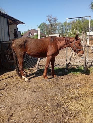 Продаю | Кобыла (самка) | Рабочий