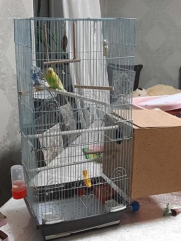 клетка для попугая ferplast: Продаю или меняю. Волнистые попугаи с клеткой — 9
