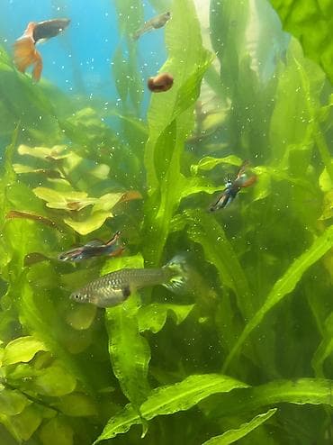 купить сенорезку: Гуппи Эндлэра — живородящие аквариумные рыбы. Продаю семью из 2 — 5
