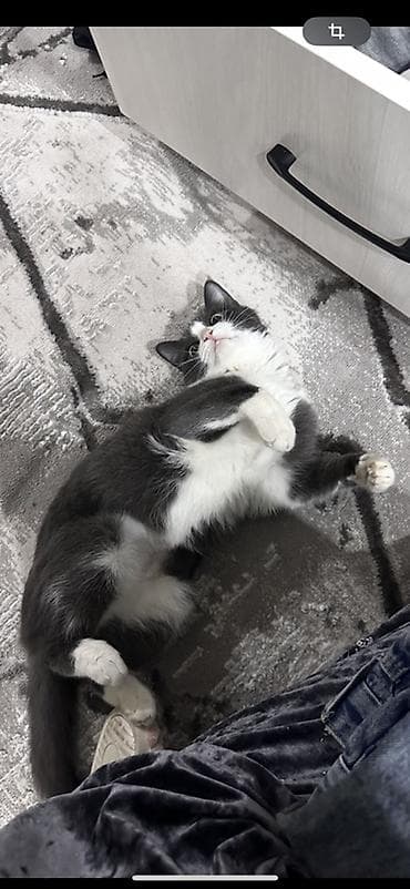 Мышыктар сатылат: Ургаачы, Лотокко барууга үйрөтүлгөн — 6