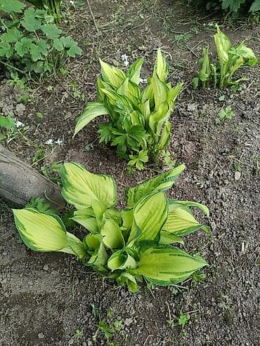 купить цветы петунии: Хоста декоративная очень много хосты кусты и по одной розетке цены — 3