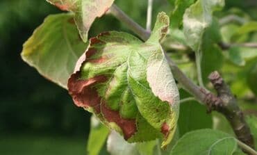 прайс лист на строительные работы бишкек: Садовник! Готовим Сад к Зиме! Обработка Сада! Осенняя обрезка и — 6