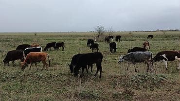 Продаю | Музоо, торпок