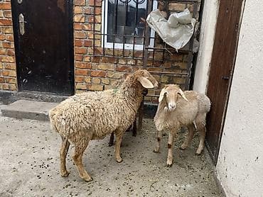 Ветеринар кызматы: Сатам | Козу | Көбөйтүү үчүн — 7