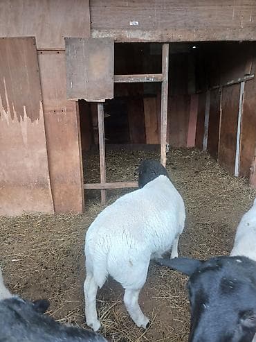 жирный баран: Продаю | Овца (самка) | Арашан | Для разведения — 1