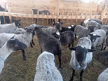 баран овцы: Продаю | Овца (самка) | Для разведения | Матка — 5