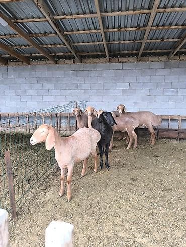 арабские лошади цена: Продаю | Ягненок | Арашан | Для разведения | Ярка — 5
