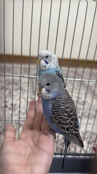куплю голубей: Волнистые попугаи (пара) с клеткой и аксессуарами. Состав набора: - — 4