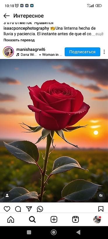 Комнатные розы: Комнатная роза в горшке — компактный куст с крупными бархатными — 2