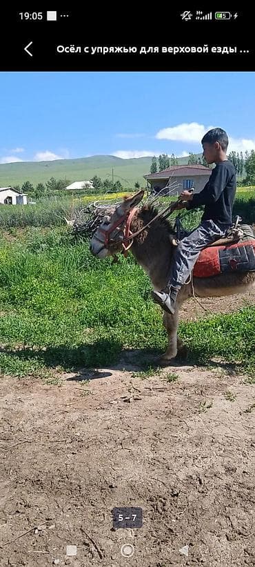 эшек жаныбар: Осёл с полной упряжью для верховой езды. Комплектация: - седло с — 5